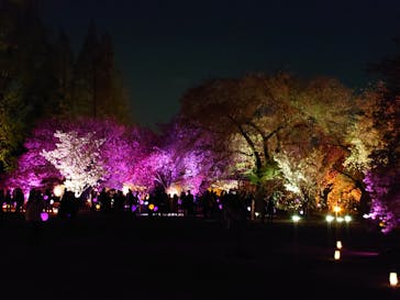 NAKED 桜の新宿御苑 2023に投稿された画像（2023/4/6）