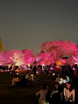 NAKED 桜の新宿御苑 2023に投稿された画像（2023/4/6）