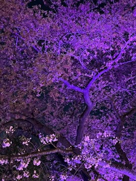 NAKED 桜の新宿御苑 2023に投稿された画像（2023/4/6）