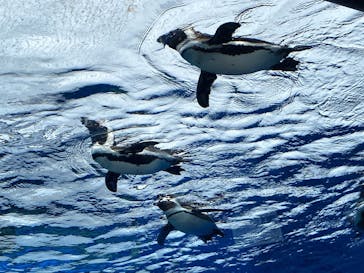 サンシャイン水族館に投稿された画像（2023/4/6）