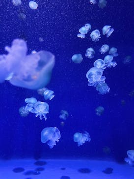 新江ノ島水族館に投稿された画像（2023/4/6）