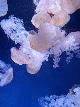 新江ノ島水族館に投稿された画像（2023/4/6）