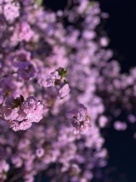 NAKED 桜の新宿御苑 2023に投稿された画像（2023/4/6）