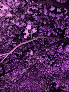 NAKED 桜の新宿御苑 2023に投稿された画像（2023/4/6）