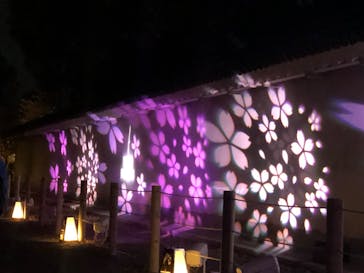 『NAKED FLOWERS 2023 桜 世界遺産・二条城』に投稿された画像（2023/4/6）