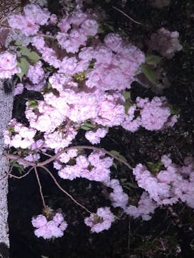 『NAKED FLOWERS 2023 桜 世界遺産・二条城』に投稿された画像（2023/4/6）