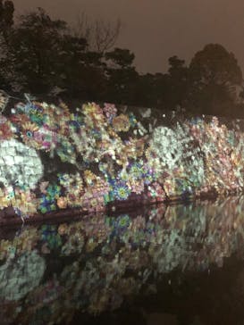 『NAKED FLOWERS 2023 桜 世界遺産・二条城』に投稿された画像（2023/4/6）