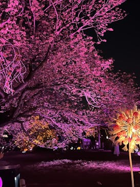 NAKED 桜の新宿御苑 2023に投稿された画像（2023/4/6）