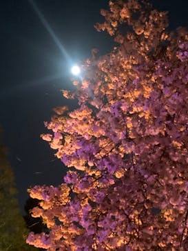 NAKED 桜の新宿御苑 2023に投稿された画像（2023/4/6）