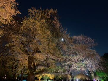 NAKED 桜の新宿御苑 2023に投稿された画像（2023/4/6）