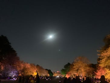 NAKED 桜の新宿御苑 2023に投稿された画像（2023/4/6）