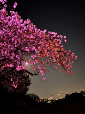 NAKED 桜の新宿御苑 2023に投稿された画像（2023/4/6）