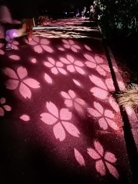 NAKED 桜の新宿御苑 2023に投稿された画像（2023/4/6）