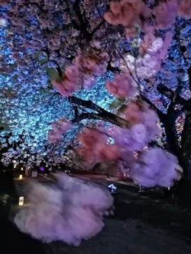 NAKED 桜の新宿御苑 2023に投稿された画像（2023/4/6）