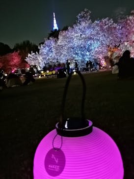 NAKED 桜の新宿御苑 2023に投稿された画像（2023/4/6）