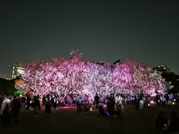 NAKED 桜の新宿御苑 2023に投稿された画像（2023/4/6）