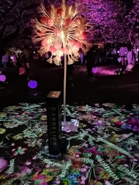 NAKED 桜の新宿御苑 2023に投稿された画像（2023/4/6）