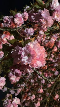 NAKED 桜の新宿御苑 2023に投稿された画像（2023/4/6）