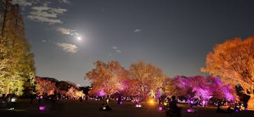 NAKED 桜の新宿御苑 2023に投稿された画像（2023/4/6）