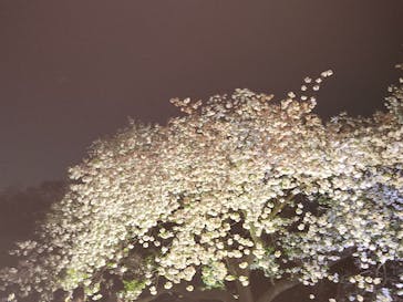 NAKED 桜の新宿御苑 2023に投稿された画像（2023/4/6）