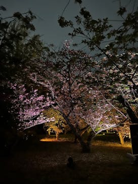 『NAKED FLOWERS 2023 桜 世界遺産・二条城』に投稿された画像（2023/4/6）