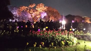 NAKED 桜の新宿御苑 2023に投稿された画像（2023/4/6）