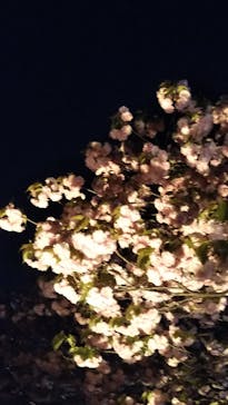 NAKED 桜の新宿御苑 2023に投稿された画像（2023/4/6）