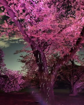 NAKED 桜の新宿御苑 2023に投稿された画像（2023/4/6）