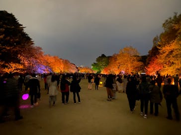 NAKED 桜の新宿御苑 2023に投稿された画像（2023/4/6）