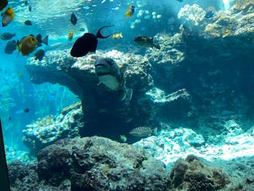 沖縄美ら海水族館に投稿された画像（2023/4/6）