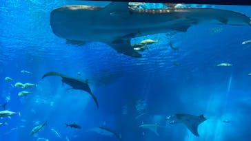 沖縄美ら海水族館に投稿された画像（2023/4/6）