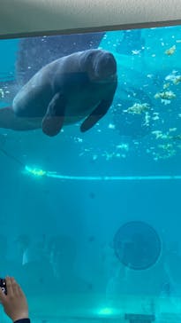 沖縄美ら海水族館に投稿された画像（2023/4/6）