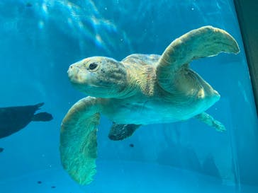 沖縄美ら海水族館に投稿された画像（2023/4/6）