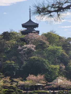 三溪園に投稿された画像（2023/4/6）