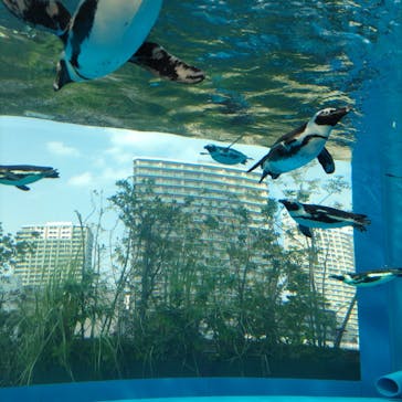 サンシャイン水族館に投稿された画像（2023/4/6）