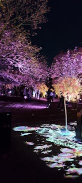 NAKED 桜の新宿御苑 2023に投稿された画像（2023/4/7）