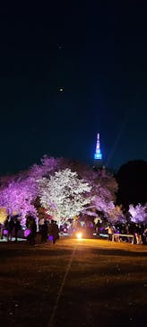 NAKED 桜の新宿御苑 2023に投稿された画像（2023/4/7）