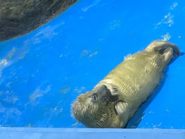 横浜・八景島シーパラダイスに投稿された画像（2023/4/7）