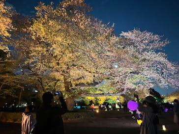 NAKED 桜の新宿御苑 2023に投稿された画像（2023/4/7）