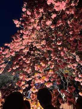 NAKED 桜の新宿御苑 2023に投稿された画像（2023/4/7）