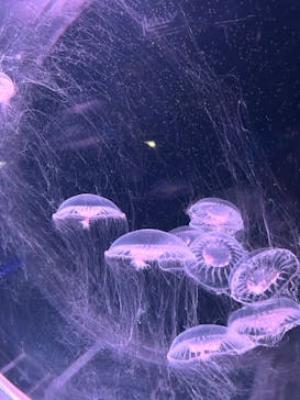 京都水族館に投稿された画像（2023/4/7）