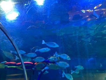 しながわ水族館に投稿された画像（2023/3/31）