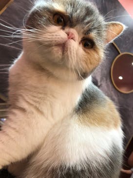 猫カフェモカ イオンモール大日店に投稿された画像（2023/4/7）