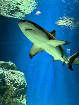 マクセル アクアパーク品川に投稿された画像（2023/4/7）