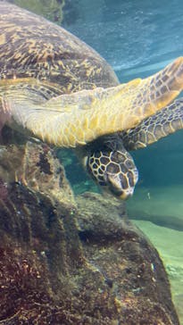 九十九島水族館海きららに投稿された画像（2023/4/7）