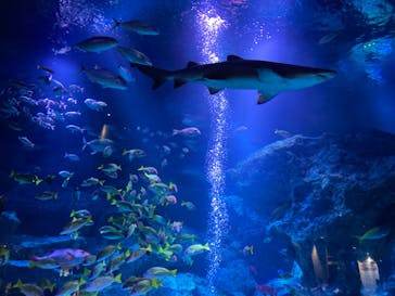 すみだ水族館に投稿された画像（2023/4/7）