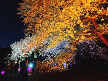 NAKED 桜の新宿御苑 2023に投稿された画像（2023/4/7）