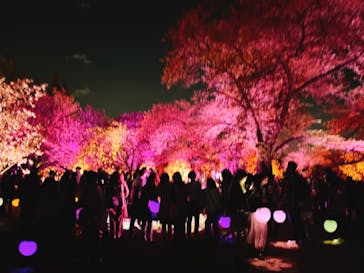 NAKED 桜の新宿御苑 2023に投稿された画像（2023/4/7）