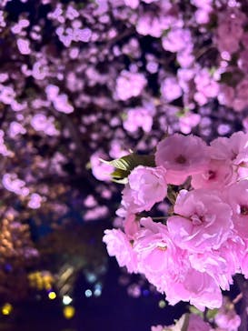 NAKED 桜の新宿御苑 2023に投稿された画像（2023/4/7）