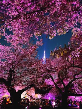 NAKED 桜の新宿御苑 2023に投稿された画像（2023/4/7）